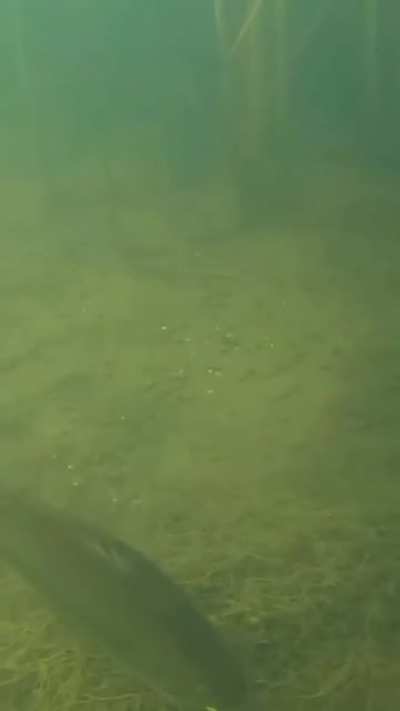 🔥 Large mouth bass gulps a frog