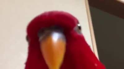 Birdborne
