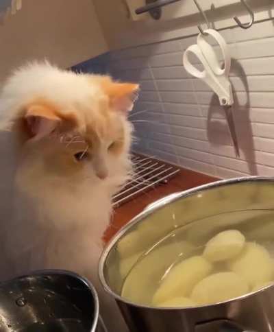 Chef