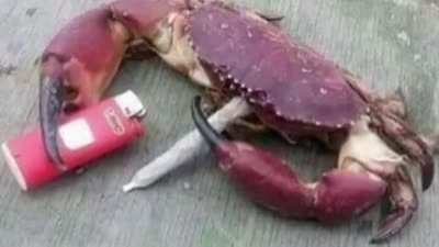 Señor crab