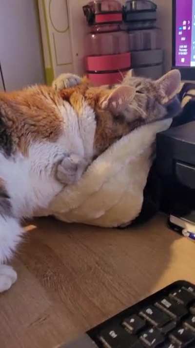 17y/o girl lost her brother in june and couldn't stop crying since. This is 12h after we brought the babies home... She is finally healing and not crying anymore (now we can heal, too)