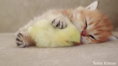 Пилоты вам в ленту! Котенок и цыпленок сладко спят.