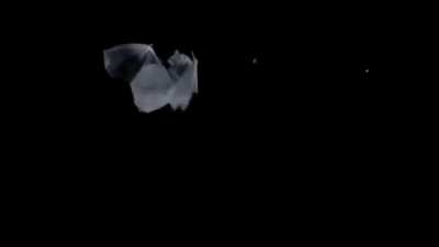 Bats using their wings to catch moths