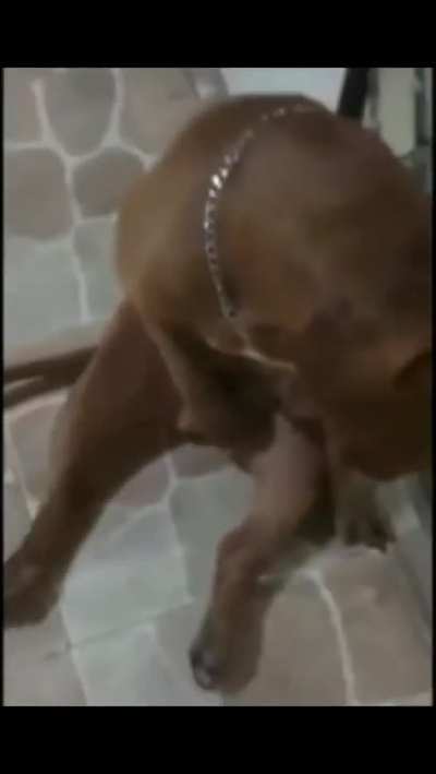 What the dog doin?