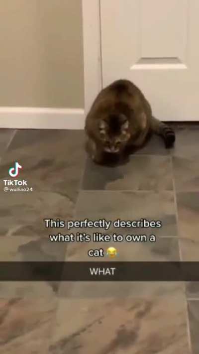 Kitty received a message from the mothership