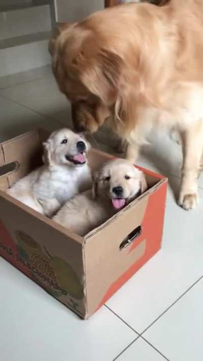 YesyesyesNO