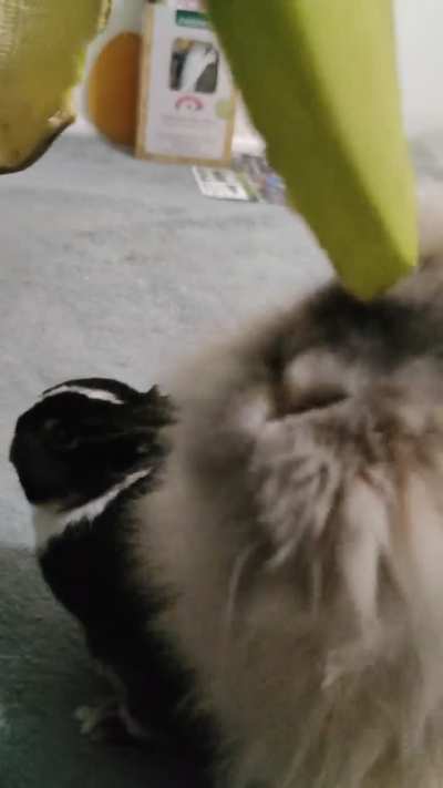 Standing up for banana
