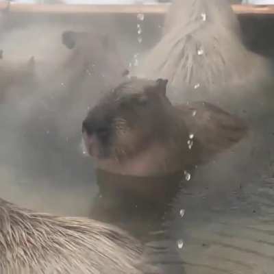 CApYbArAs BoILeD AlIvE!!!