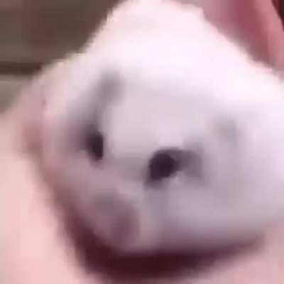 Squishy rodent