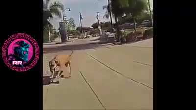 Skate