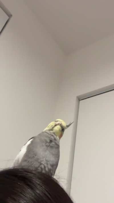 Happy fat birdy