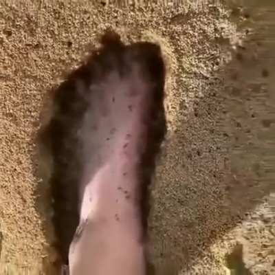 thanks, I hate ants