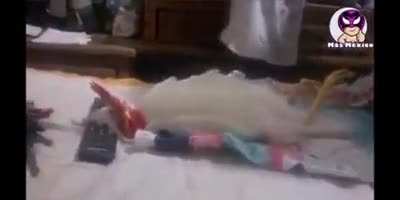 How to put your rooster to sleep
