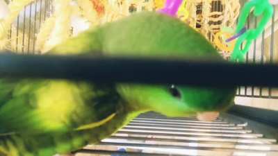 boop the peapod
