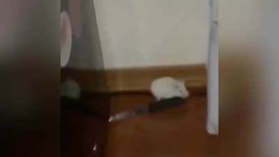 Crack mouse ...