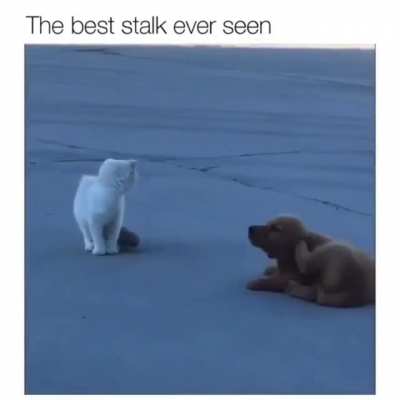 To surprise the cat