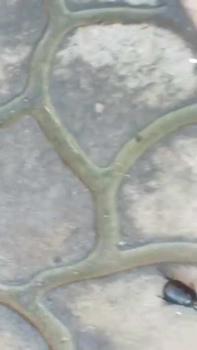 video by friend from balkanria