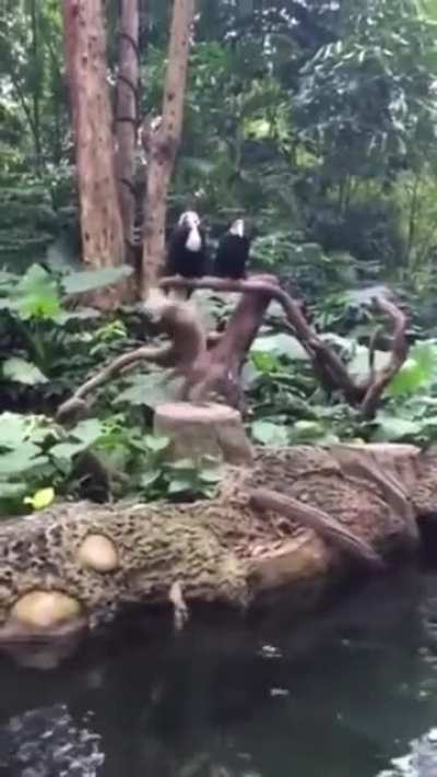 Monkey backflip