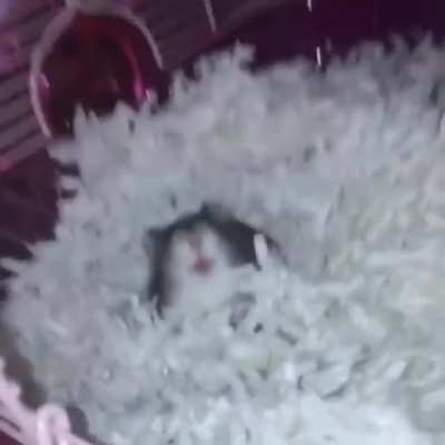 hi!
