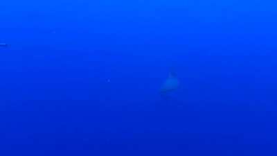 Whale shark says hello.