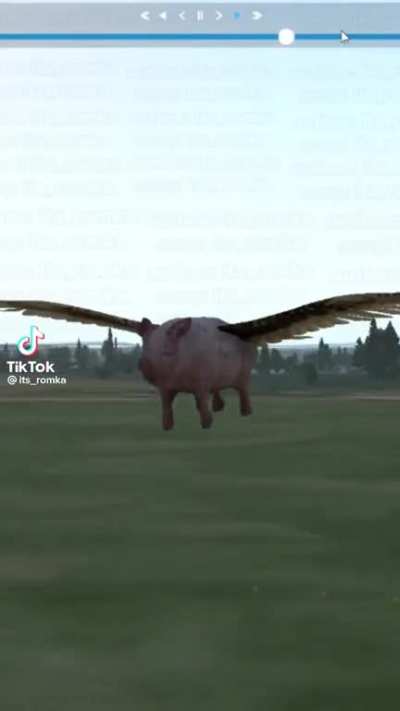 plane pig