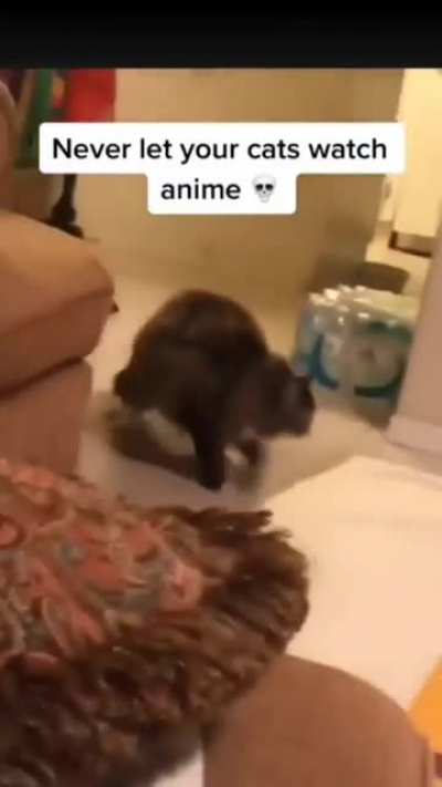Kung fu meow ☯️😼