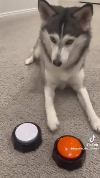 Dog wishes happy birthday