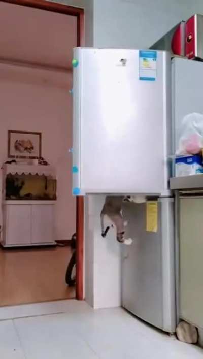 You never know why the meat in your refrigerator is gone.