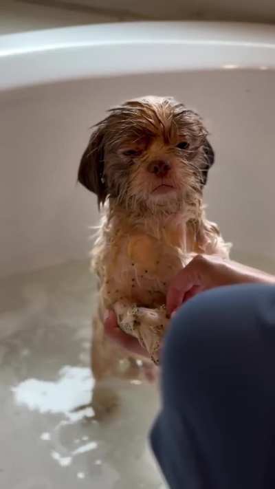 Puppy rescue!