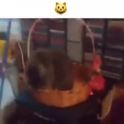 🐱