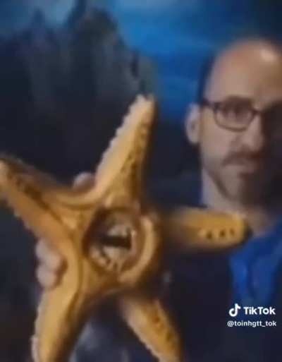 Get info on the ladididido starfish