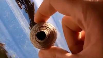why would you even get that close to a wasp nest