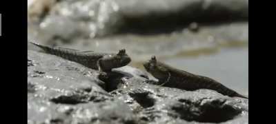 Mudskipper guarding they're territory be like&mdash;