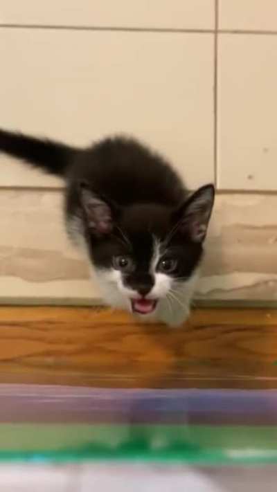 Milo is back, very angry that I&rsquo;m deep cleaning my floors.
