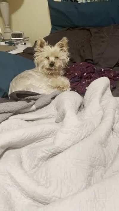 Fred is the derpiest when I come home from work and wake him up