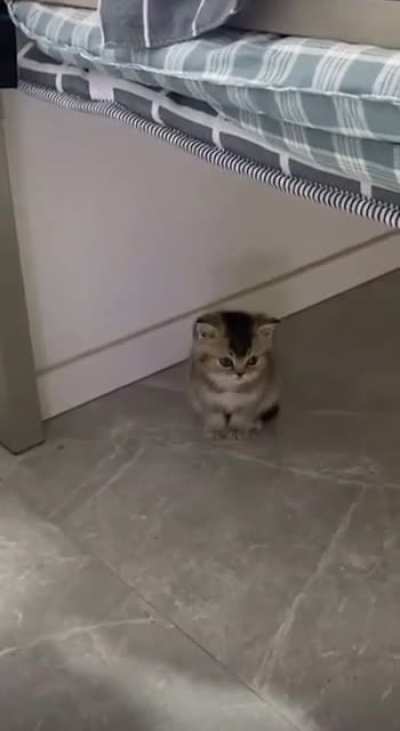 So smol, so illegal, so angy. Looking for someone to take him seriously.
