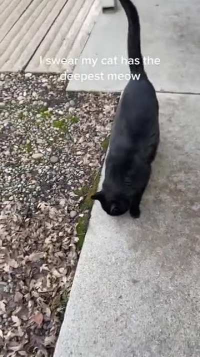 Thanks, I hate the meow