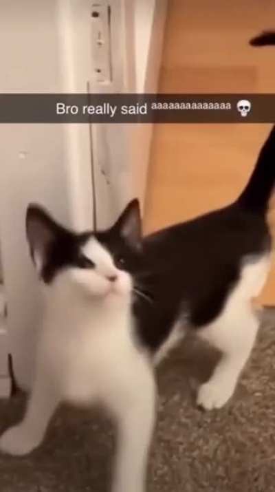 What da cat doin