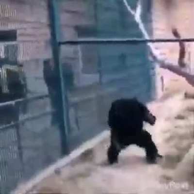 Gradual sand monkey