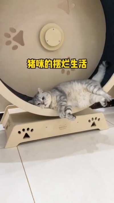 You sure this isn't nap wheel?