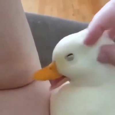 V&iacute;deo para alegrar al d&iacute;a ahhhh
