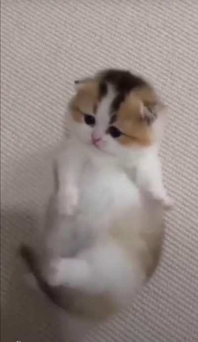 Illegal potato