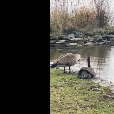 We witnessed an Easter weekend miracle at Stanley Park today