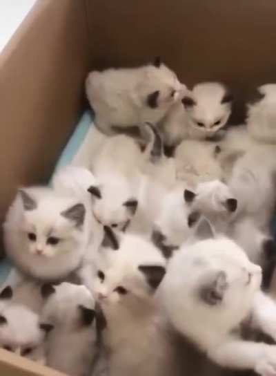 Purring delivery