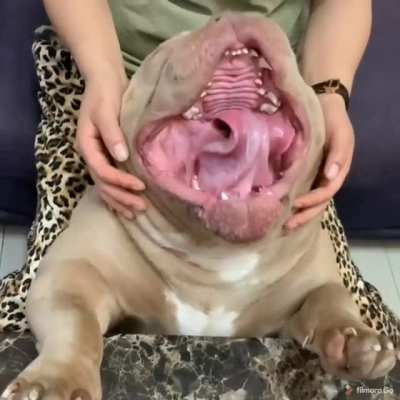 This doggo..