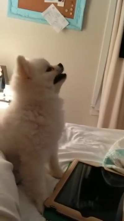 Pomeranian Sneeze