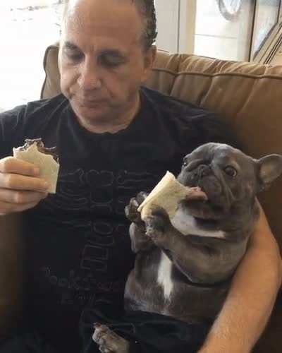 The Gorlonian Empire was apprehensive about joining with the Allied Federation, however after both the Human Ambassador and Gorlonian Emperor sat down and enjoyed the human food "Burrito", They have gladly allied themselves.