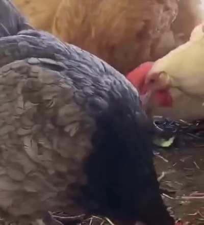 Wtf animal edition