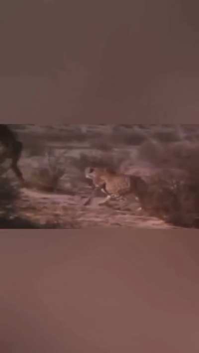 How to steal a Cheetah's food