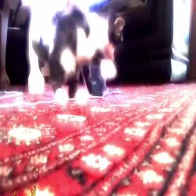gatos xd